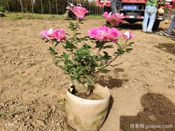 盆栽月季的魅力与优势