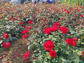 盆栽月季怎么养长得好？让月季花快速爆盆的几点
