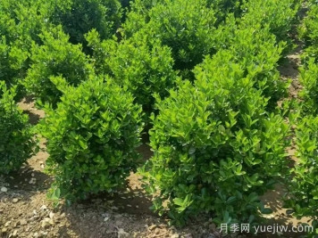 常绿灌木冬季安全过冬的养护技巧有哪些？