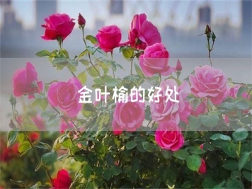 金叶榆的好处
