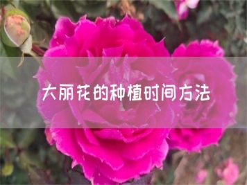 大丽花的种植时间方法