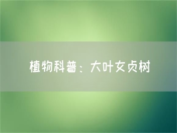 植物科普：大叶女贞树