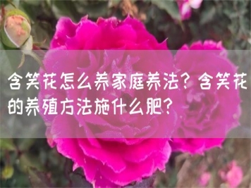 含笑花怎么养家庭养法？含笑花的养殖方法施什么肥？