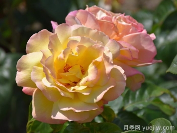 花比脸大月季系列，十个超大花的月季品种