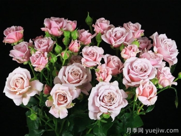 粉红香精月季