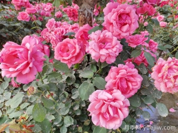 分享10种经典大花月季，开花鲜艳美翻春季