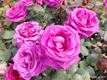 晋城月季：月季花开香满园，芳香四溢正当时