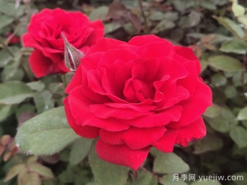 上海龙凤419讲解如何掌握大花月季的习性