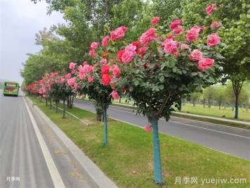 月季花开，南阳月季在园林绿化的场景展示