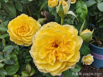 月季花的基本知识有哪些？