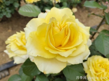 月季锈病的危害症状及其防治技术要点有哪些？
