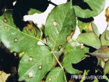 夏天月季发生炭疽病，该如何有效防治？