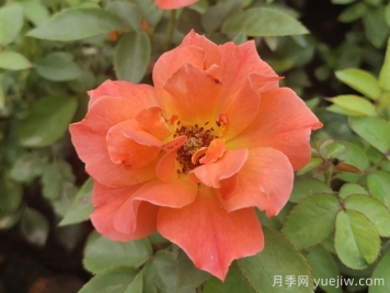 做足功课，迎接杭州人的高架月季专属浪漫