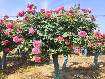 春季栽植，怎样才能避免月季树假活？