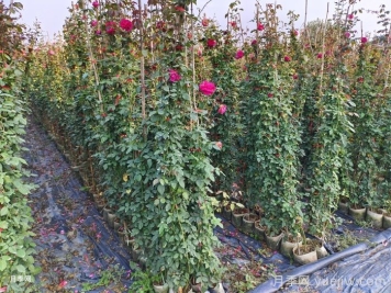 推荐一些关于藤本月季种植的养护知识