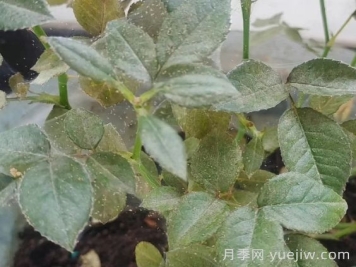 春季月季爆发红蜘蛛了，该怎么办？