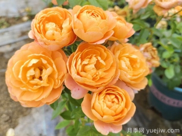 哪种月季花的品种比较好养？推荐4个网红品种