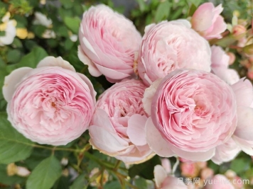 瑞典女王月季花的优点和缺点是什么？