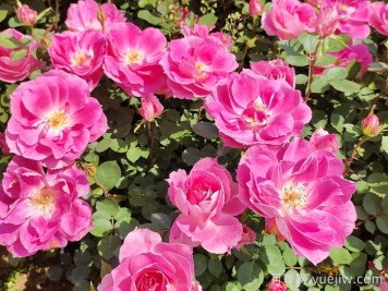 四月种月季花，种植养护要点告诉你