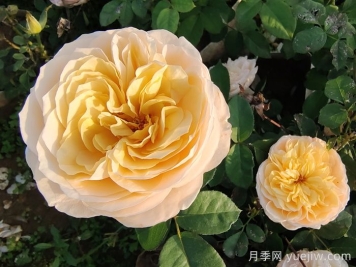 10种最值得种的切花月季
