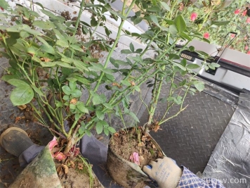 月季花盆栽的品种选择和修剪要点