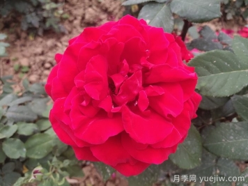 茶花女月季与梅朗口红月季的区别是什么？