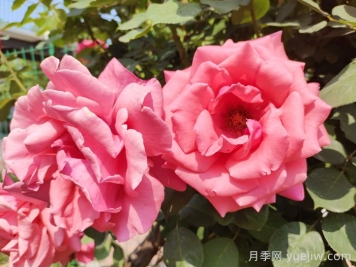 绯扇月季和粉扇月季哪个更受欢迎？