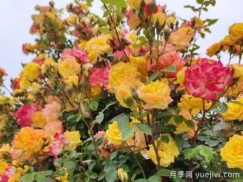 藤彩虹月季和微彩虹月季的区别？