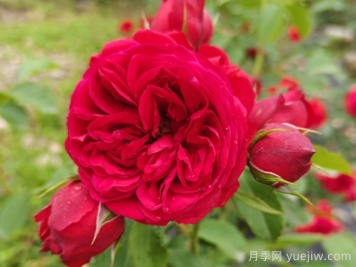 盆栽本是月季，花束却叫玫瑰
