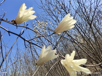7种常见玉兰花的分辨