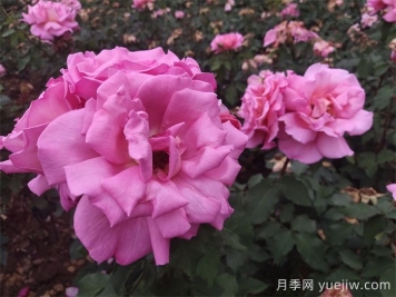 月季用药指南，让月季远离病虫害
