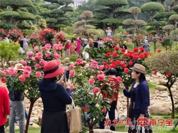 南宁南湖公园，2万株月季盛放的梦幻花园