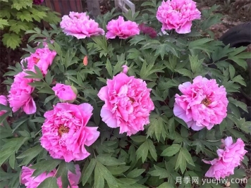 植物百科：牡丹与芍药的区别