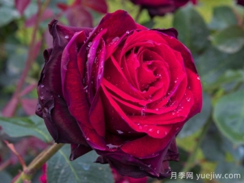 植物介绍：玫瑰