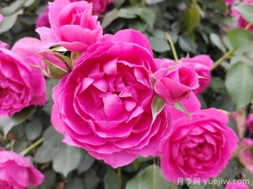适合四川种植的藤本月季
