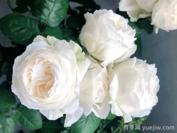 帮助推荐10款优秀的白色月季花