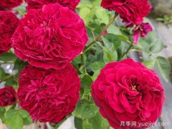 南阳藤本月季的常见病虫害及防治方法