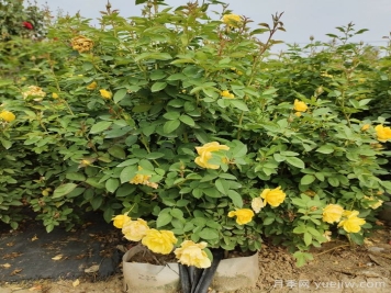 一开花就垂头，这类月季怎么调教？