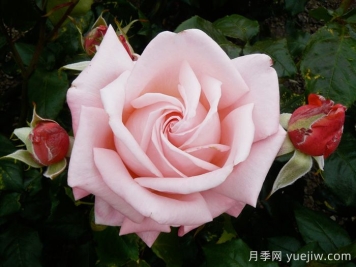 奥特亚罗瓦月季/新西兰月季