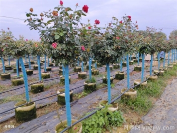 上海龙凤419教你挑选优质树状月季的考虑因素