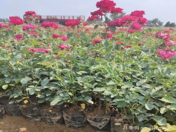 月季盆栽养护方法整理