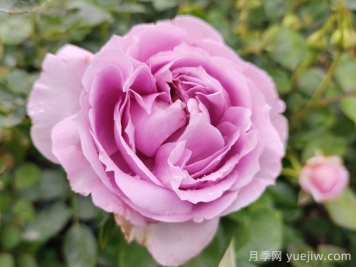 蓝色风暴月季/暗恋的心