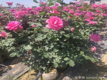 山东潍坊青州市的月季批发基地价格