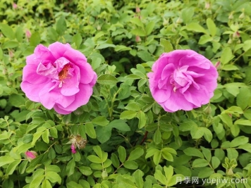 春天是否有四季玫瑰花？