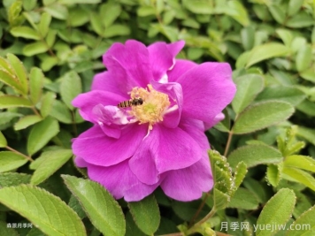 四季玫瑰与月季的多方面区别及四季玫瑰种植指南