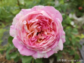 推荐6款条纹月季品种，别致美丽吸引眼球