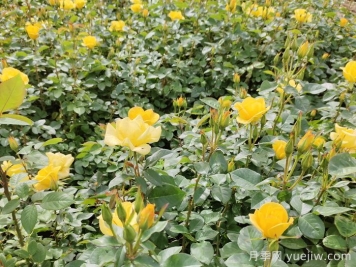 月季的花蕾不长是什么原因？