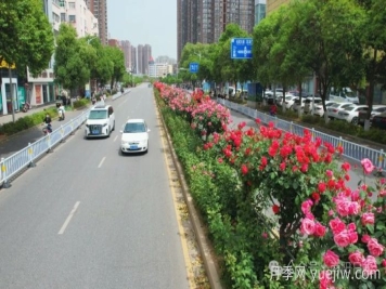 第三届世界月季博览会，南阳宝藏月季花打卡点