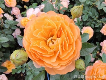 第一波春花不标准？这些因素或是罪魁祸首