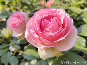 龙沙宝石，最受欢迎的粉色藤本月季，无法抗拒的魅力